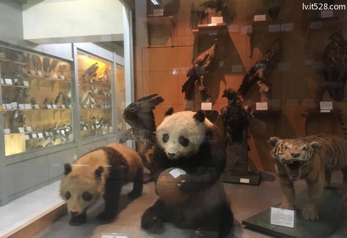 中山大学生物博物馆展览品